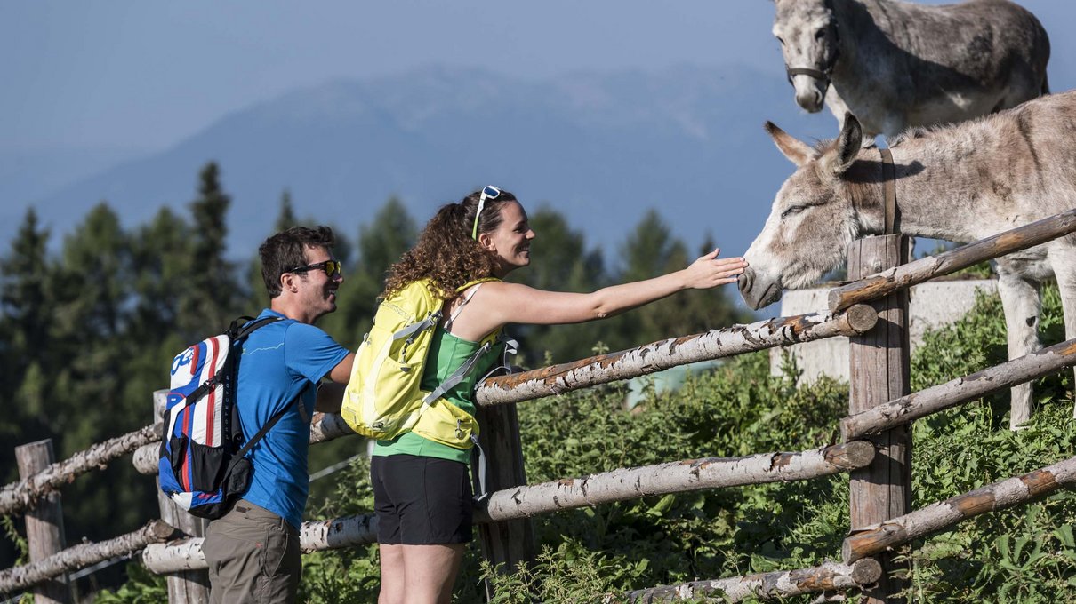 Deine Unterkunft im Pustertal: oh, wow! Zwei Wanderer streicheln Esel über einen Zaun in den Bergen
